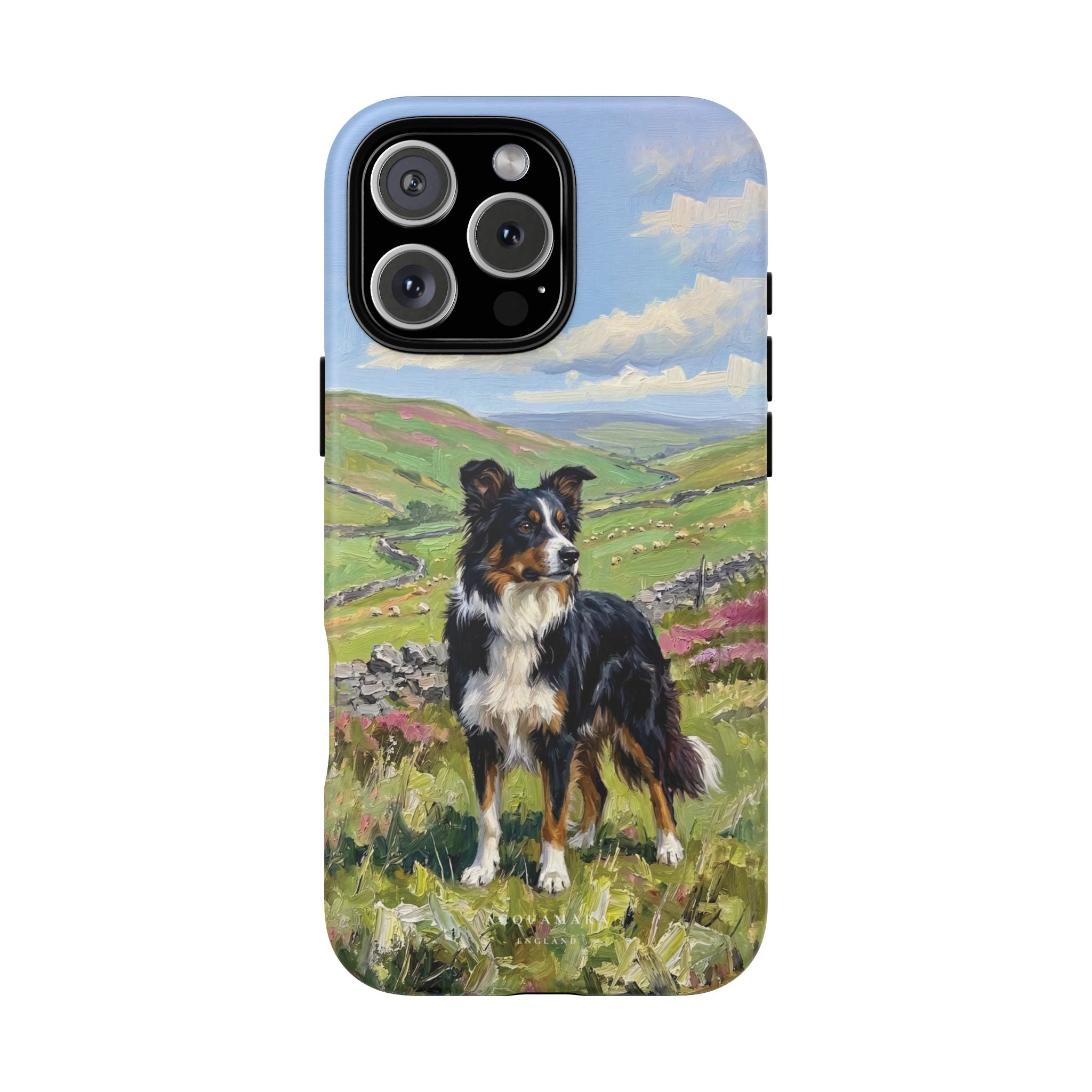 The Border Collie
