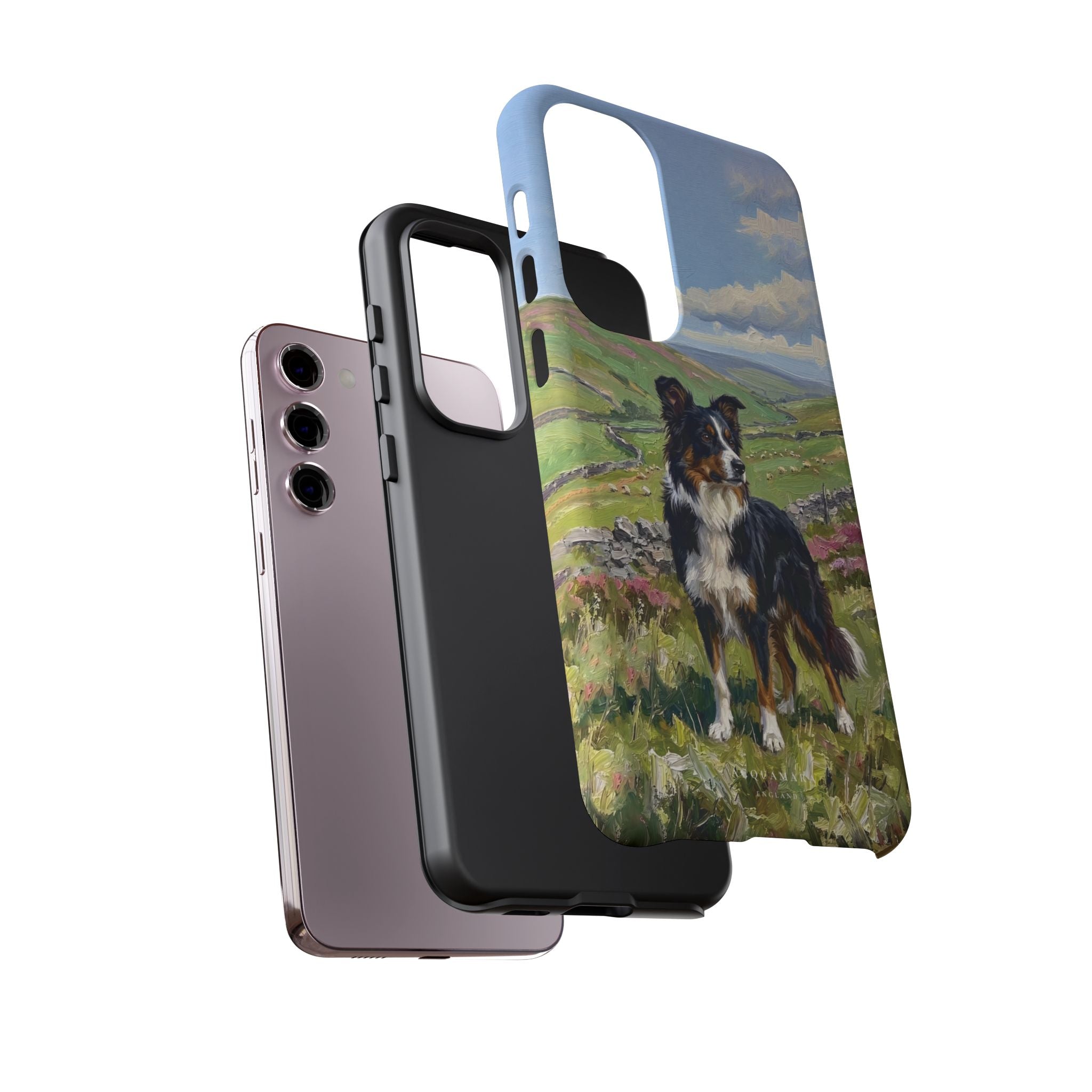 The Border Collie
