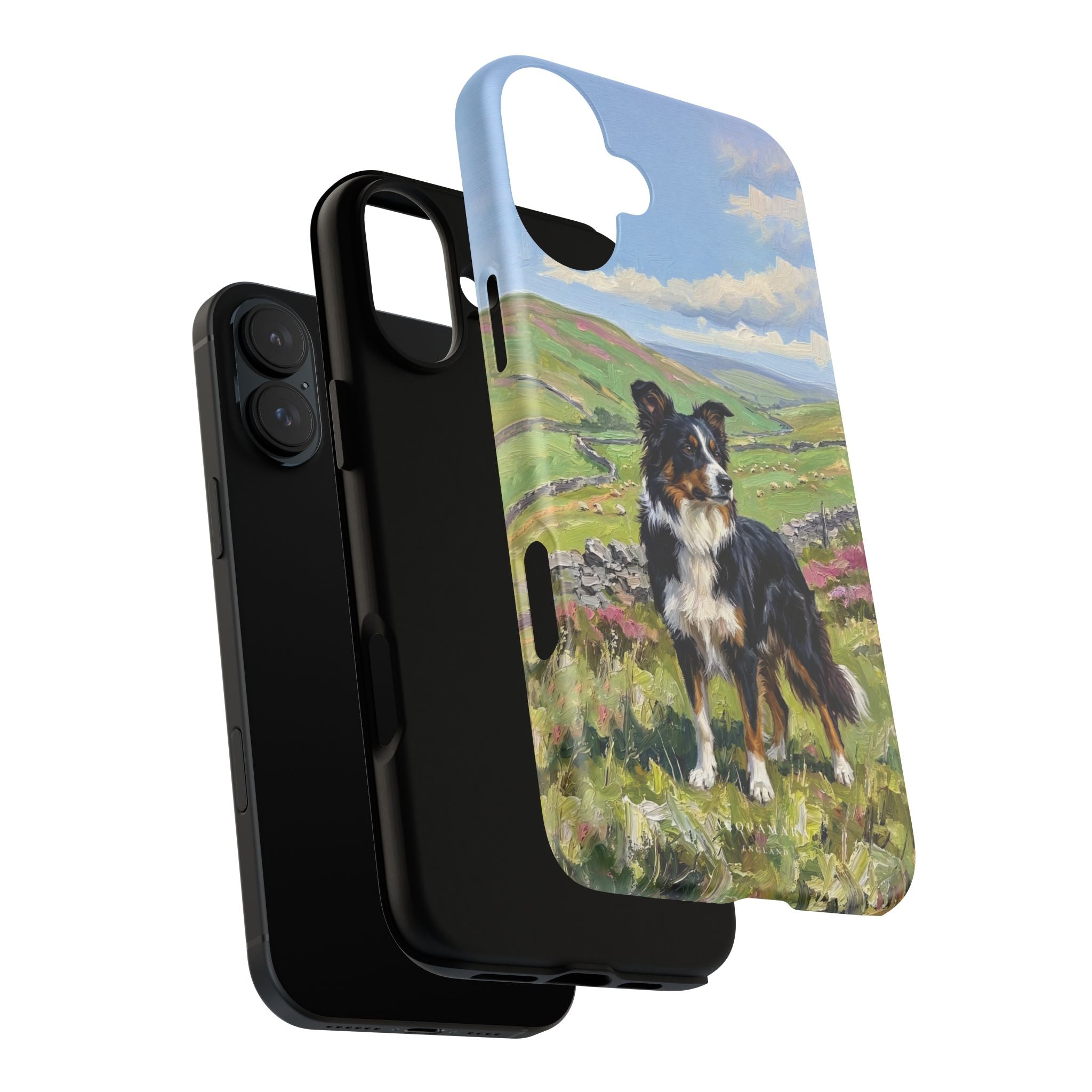 The Border Collie