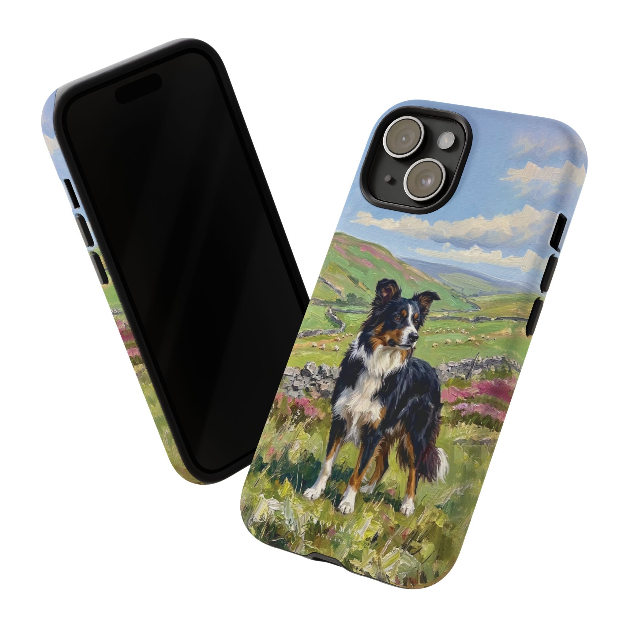 The Border Collie