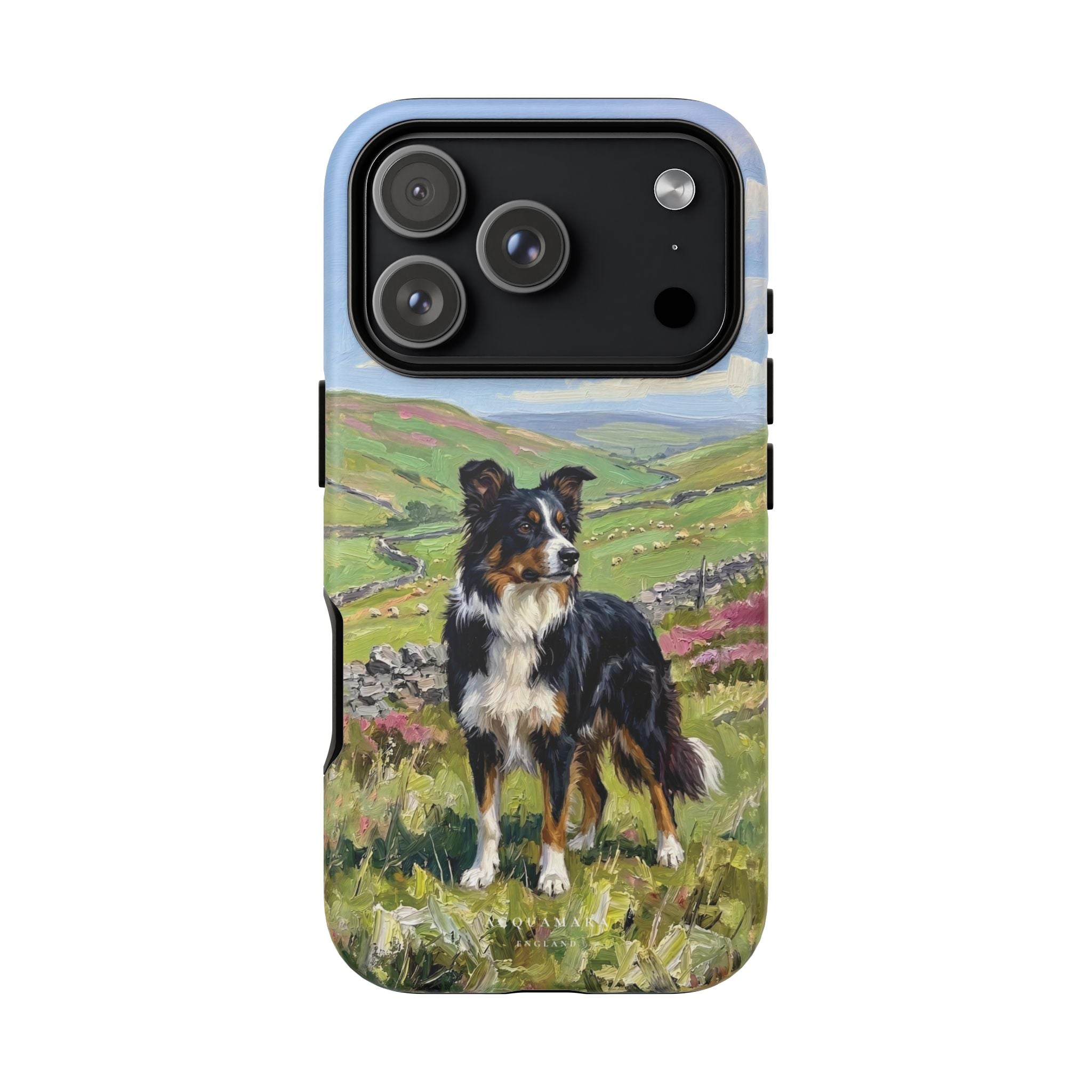 The Border Collie