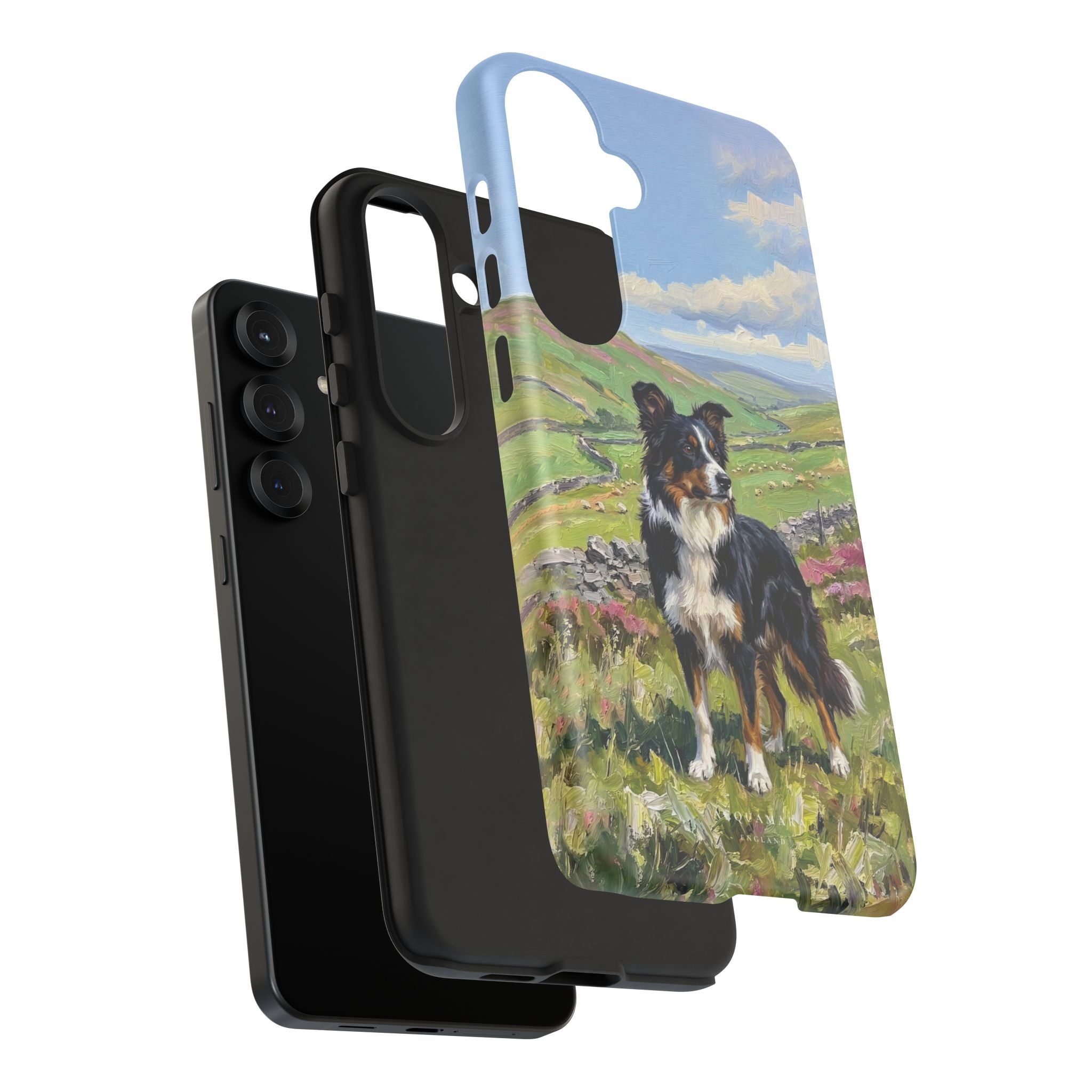 The Border Collie