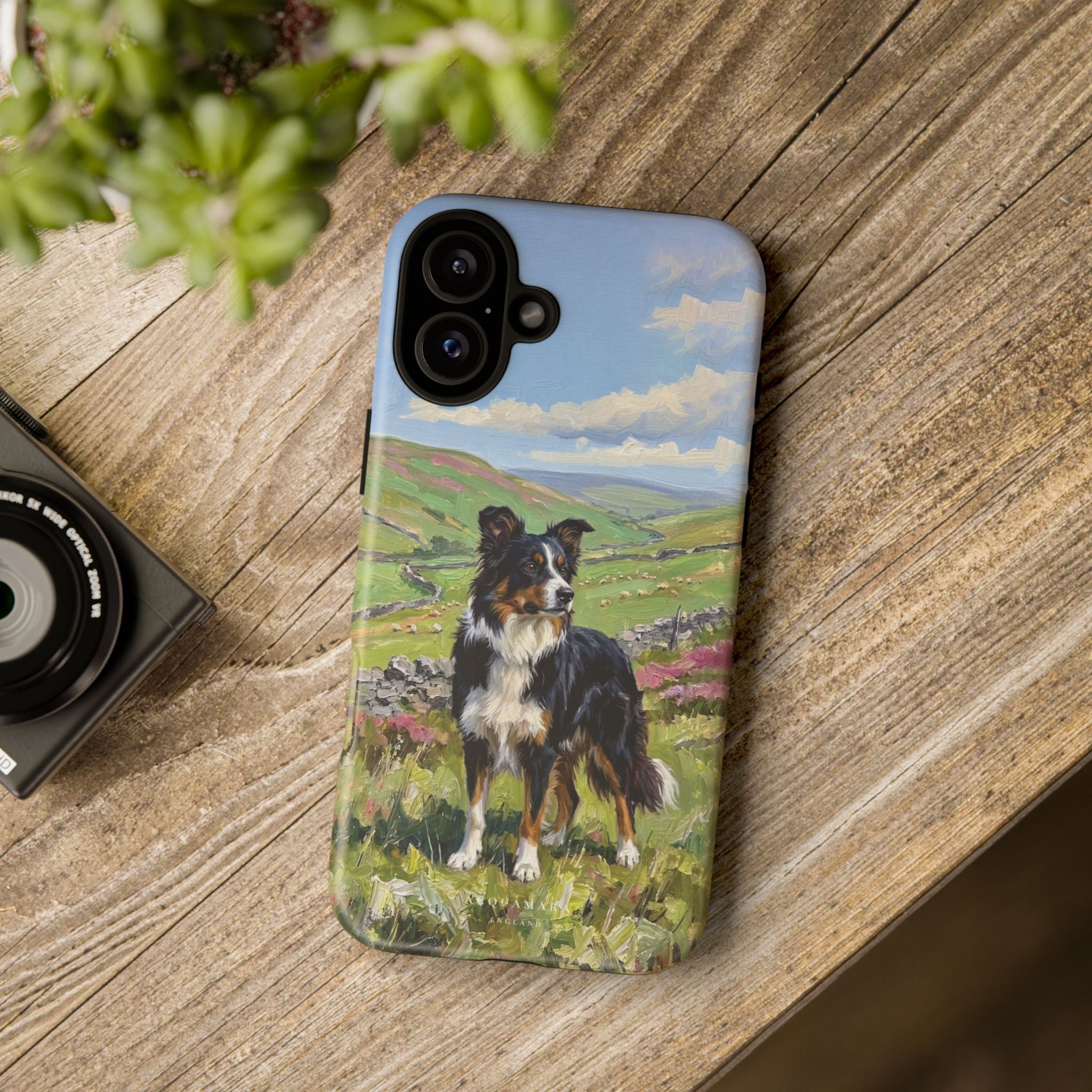 The Border Collie