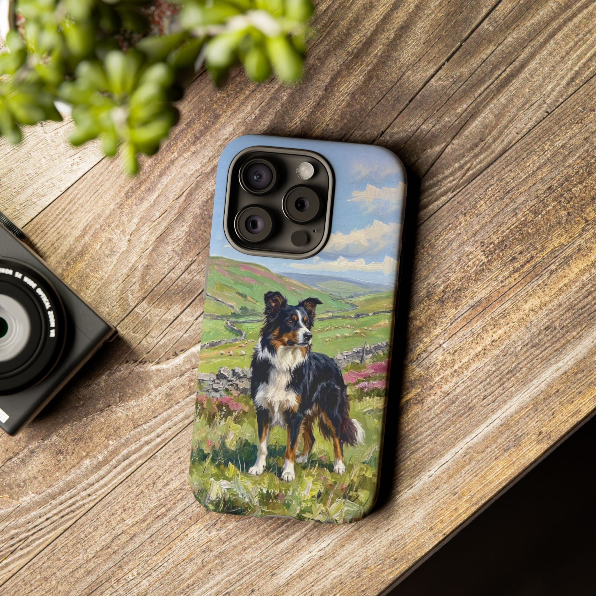 The Border Collie