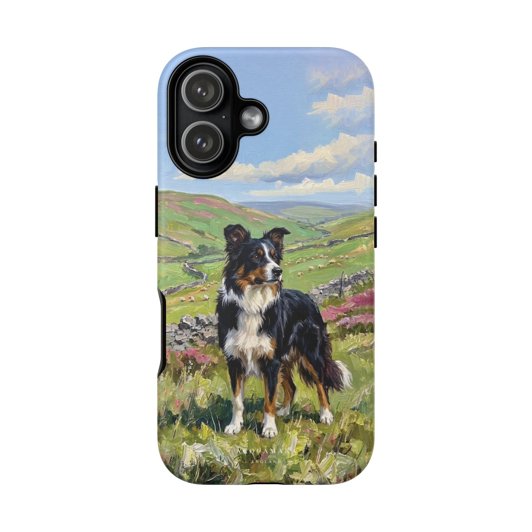 The Border Collie