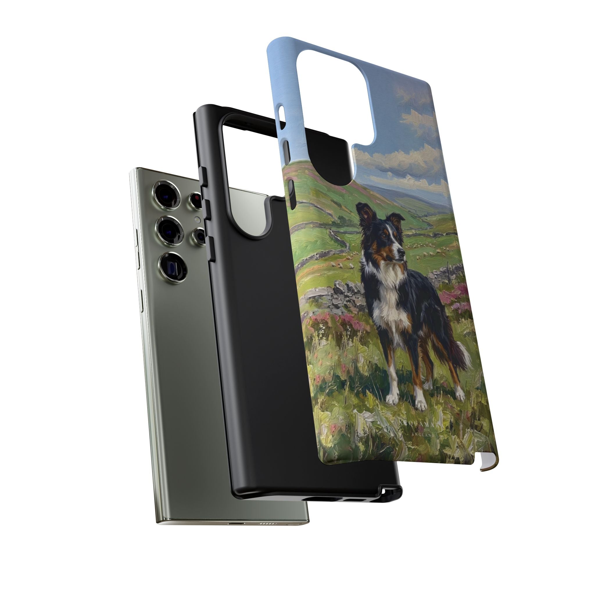 The Border Collie