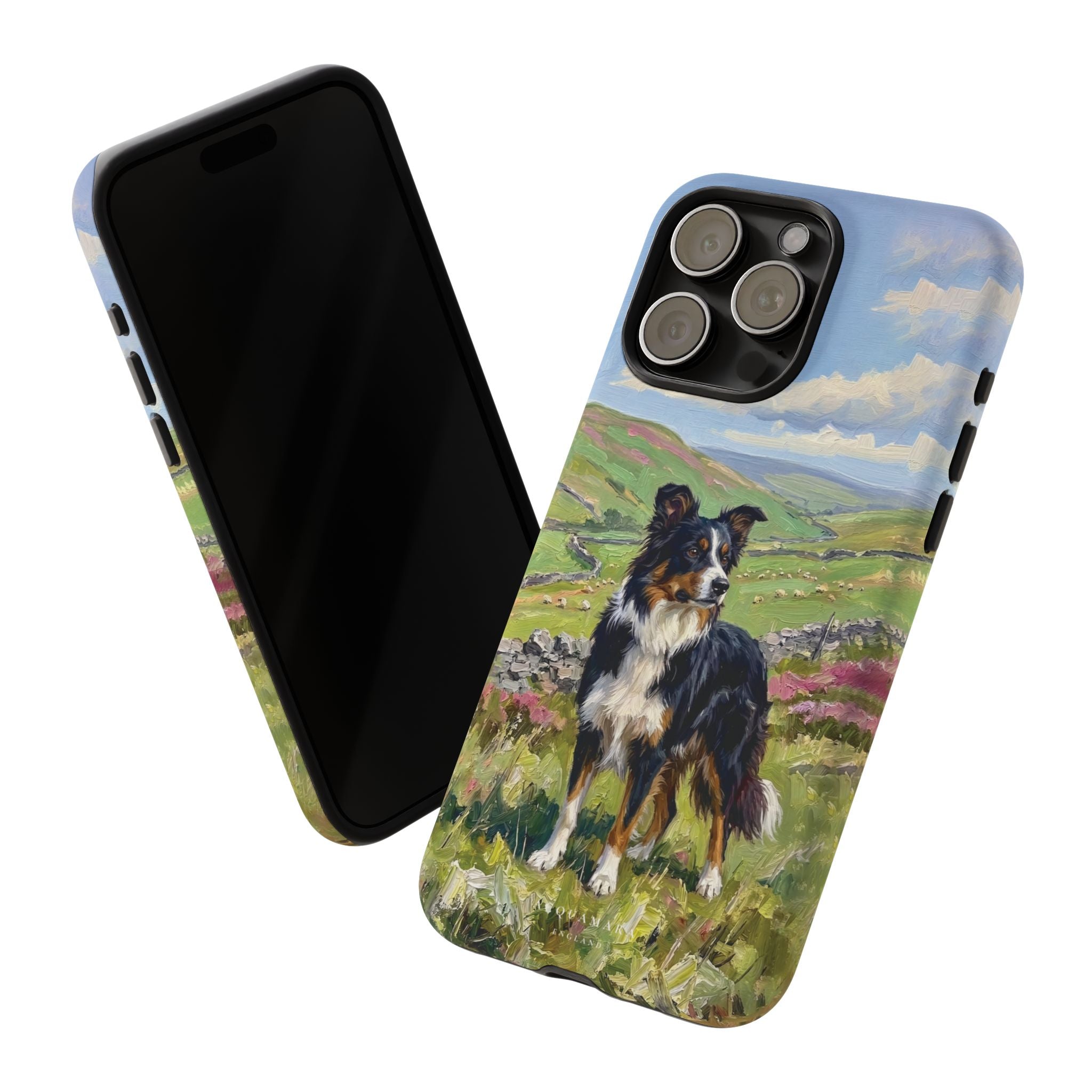 The Border Collie