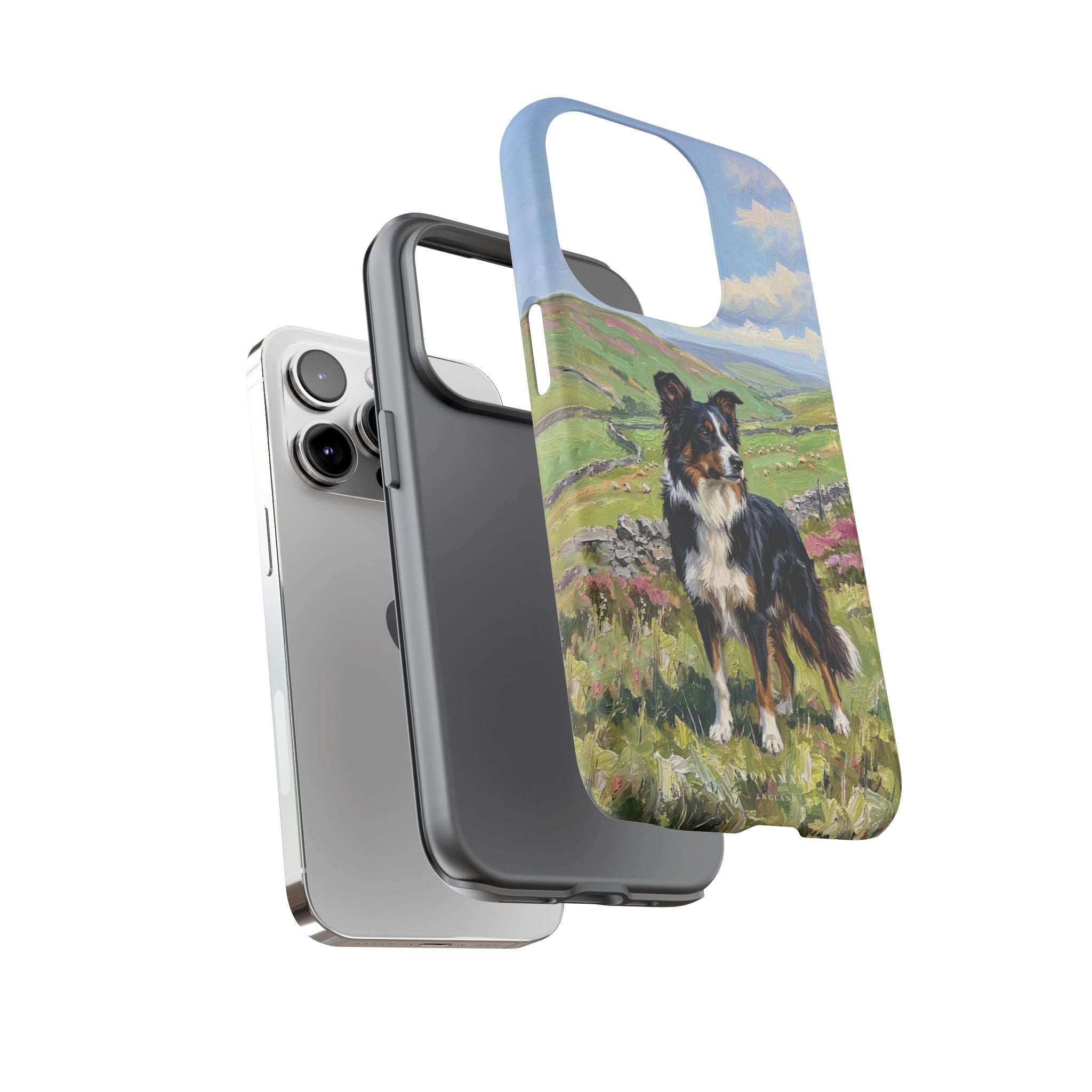 The Border Collie