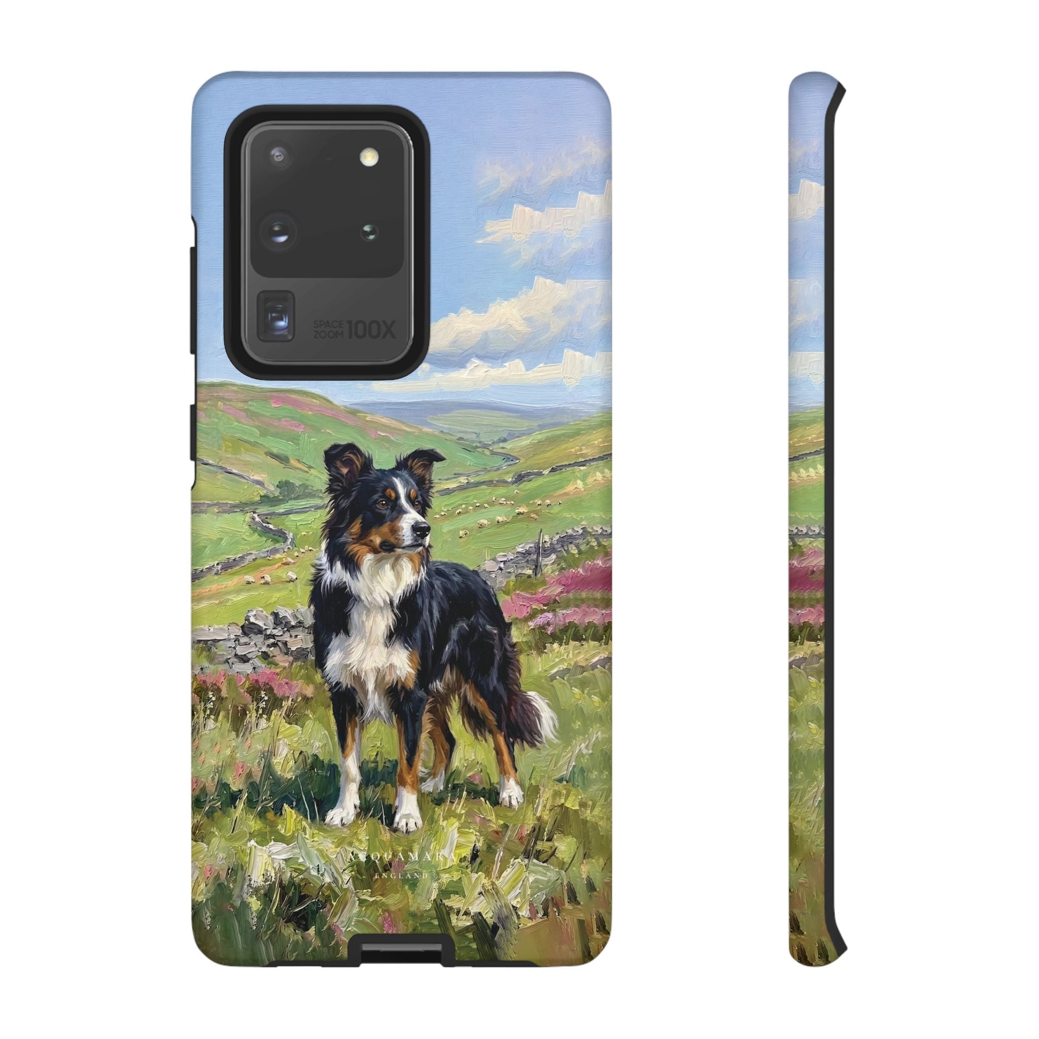 The Border Collie