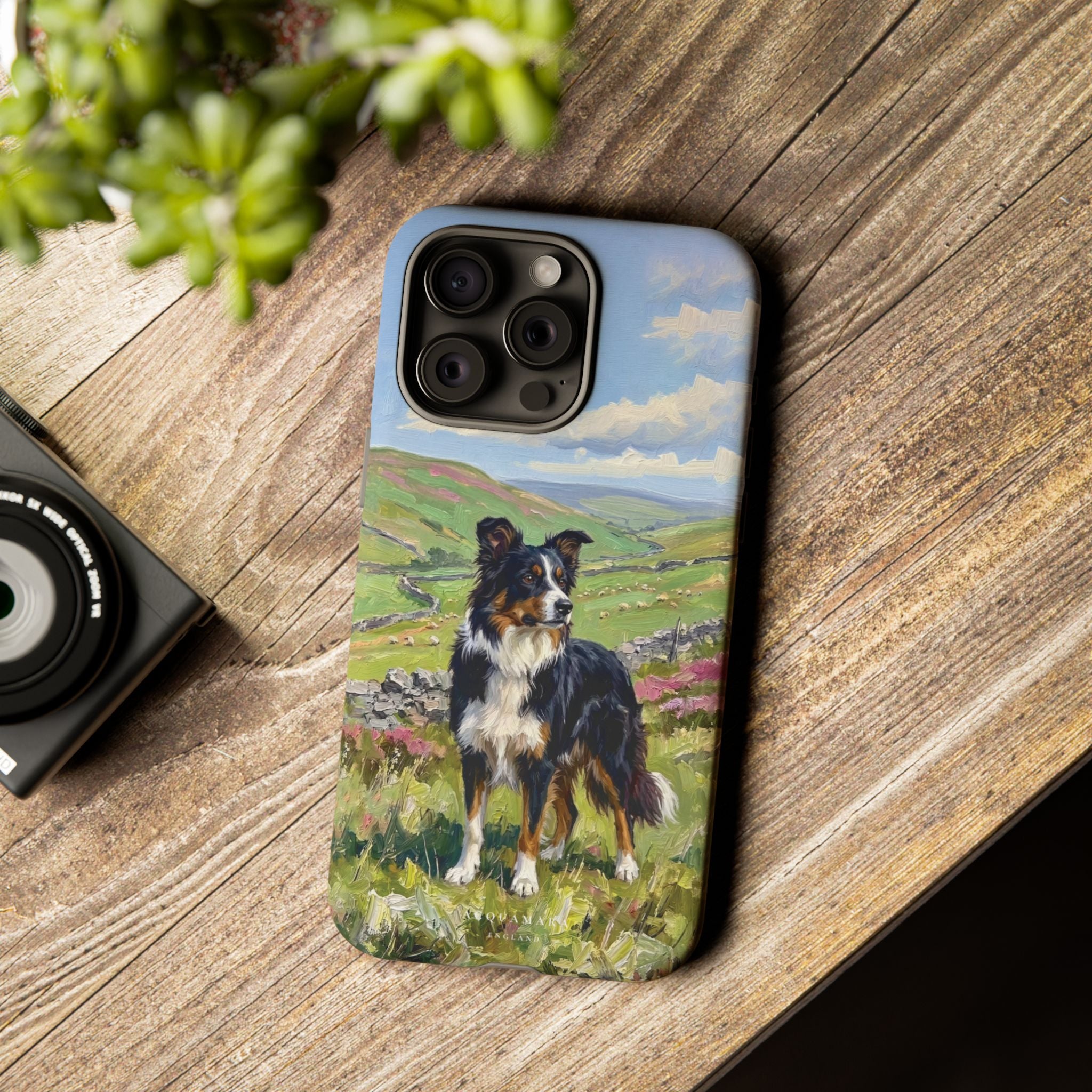 The Border Collie