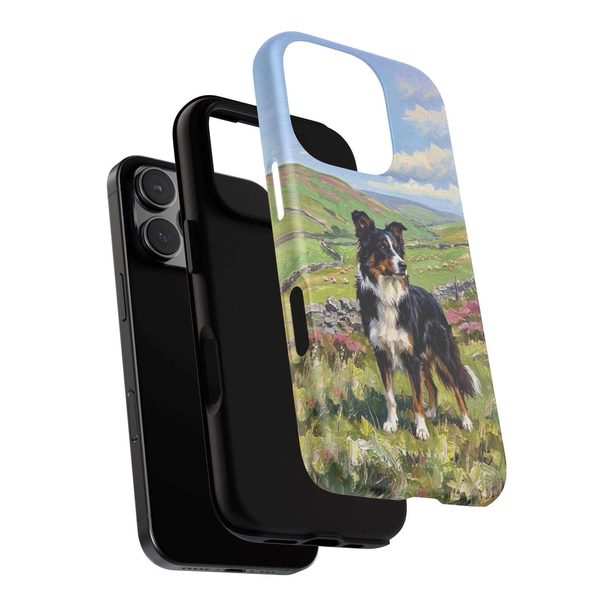 The Border Collie