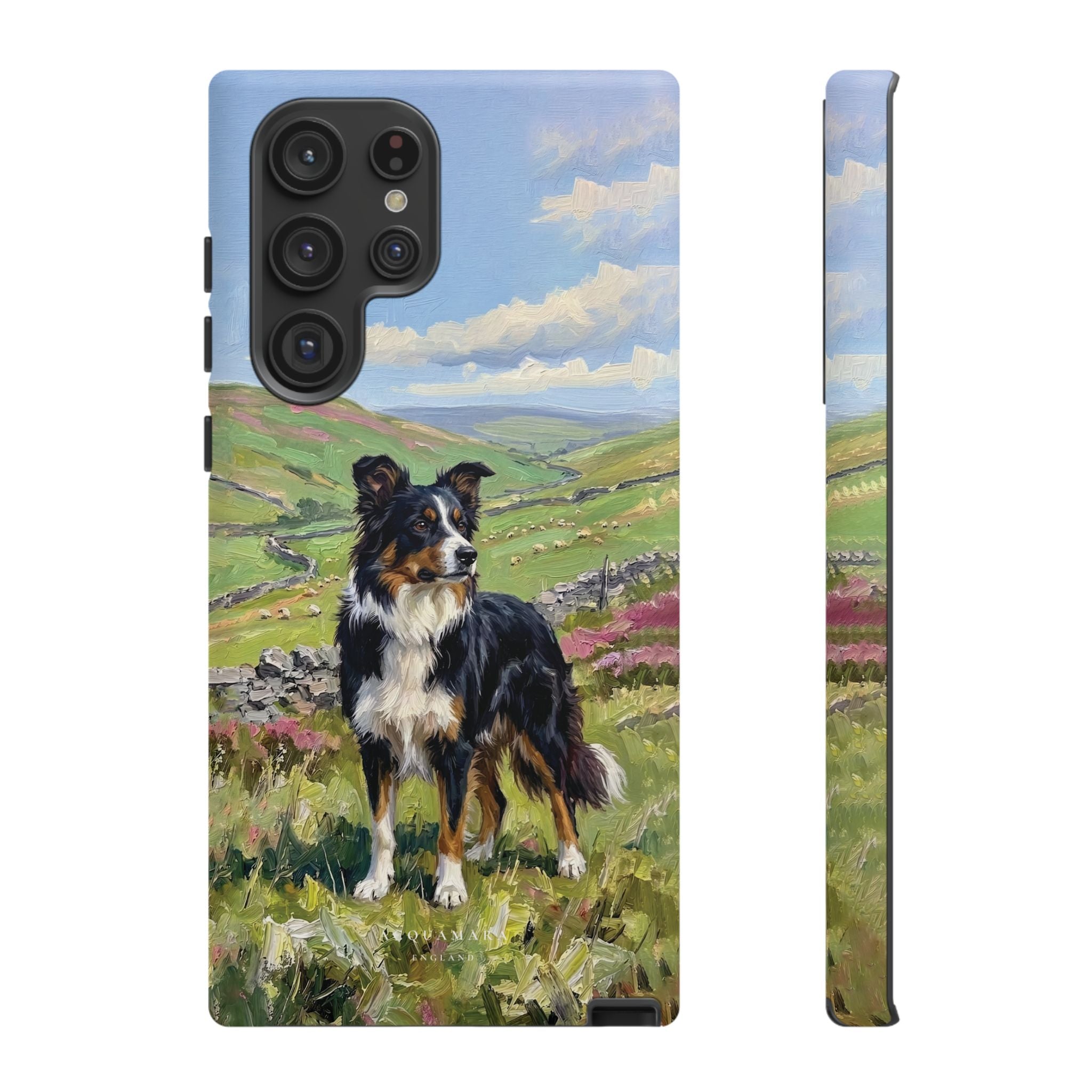 The Border Collie