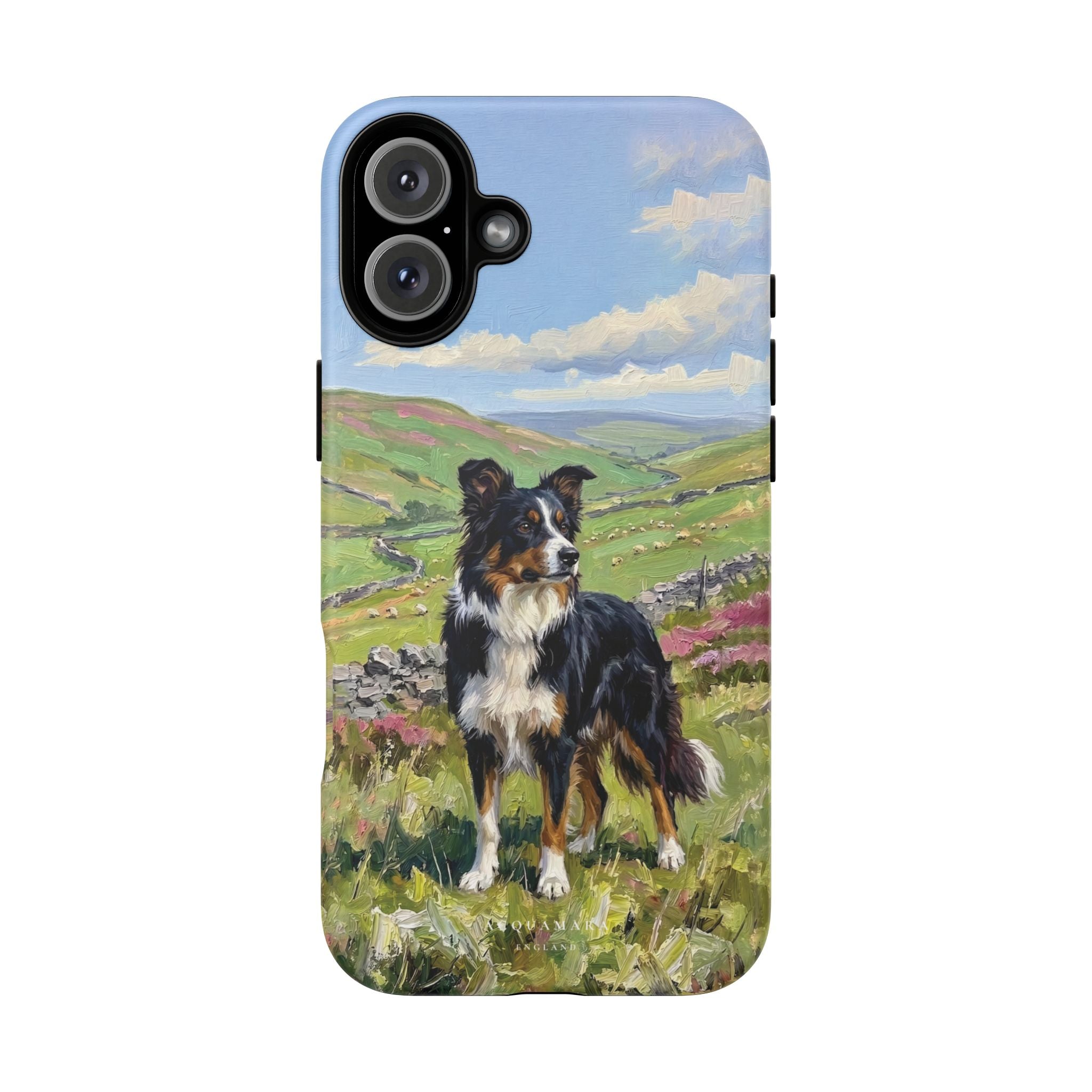 The Border Collie