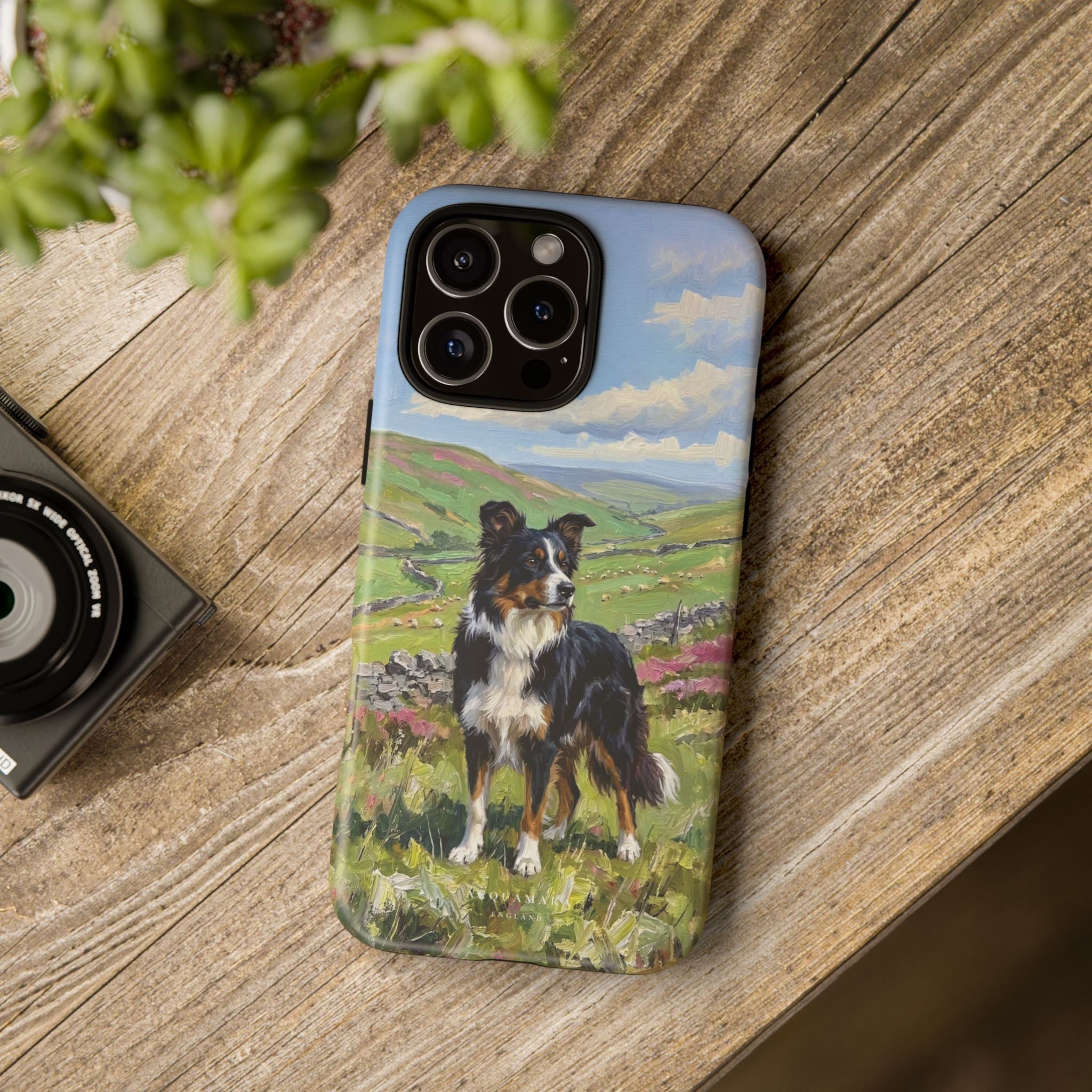 The Border Collie