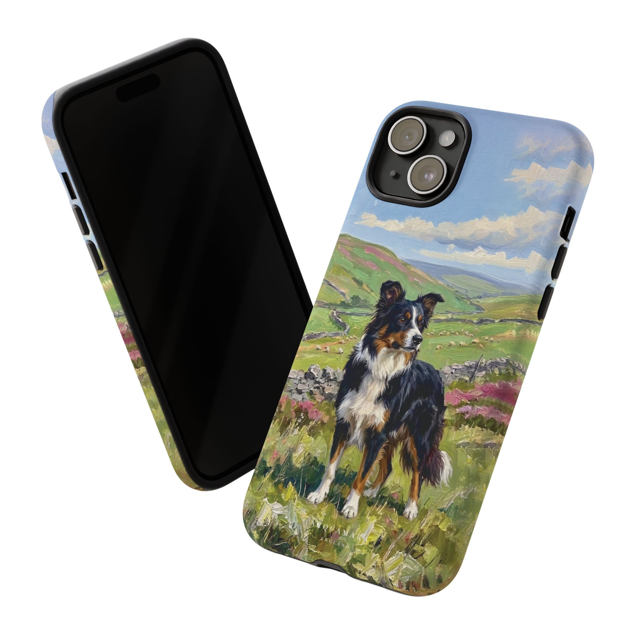 The Border Collie