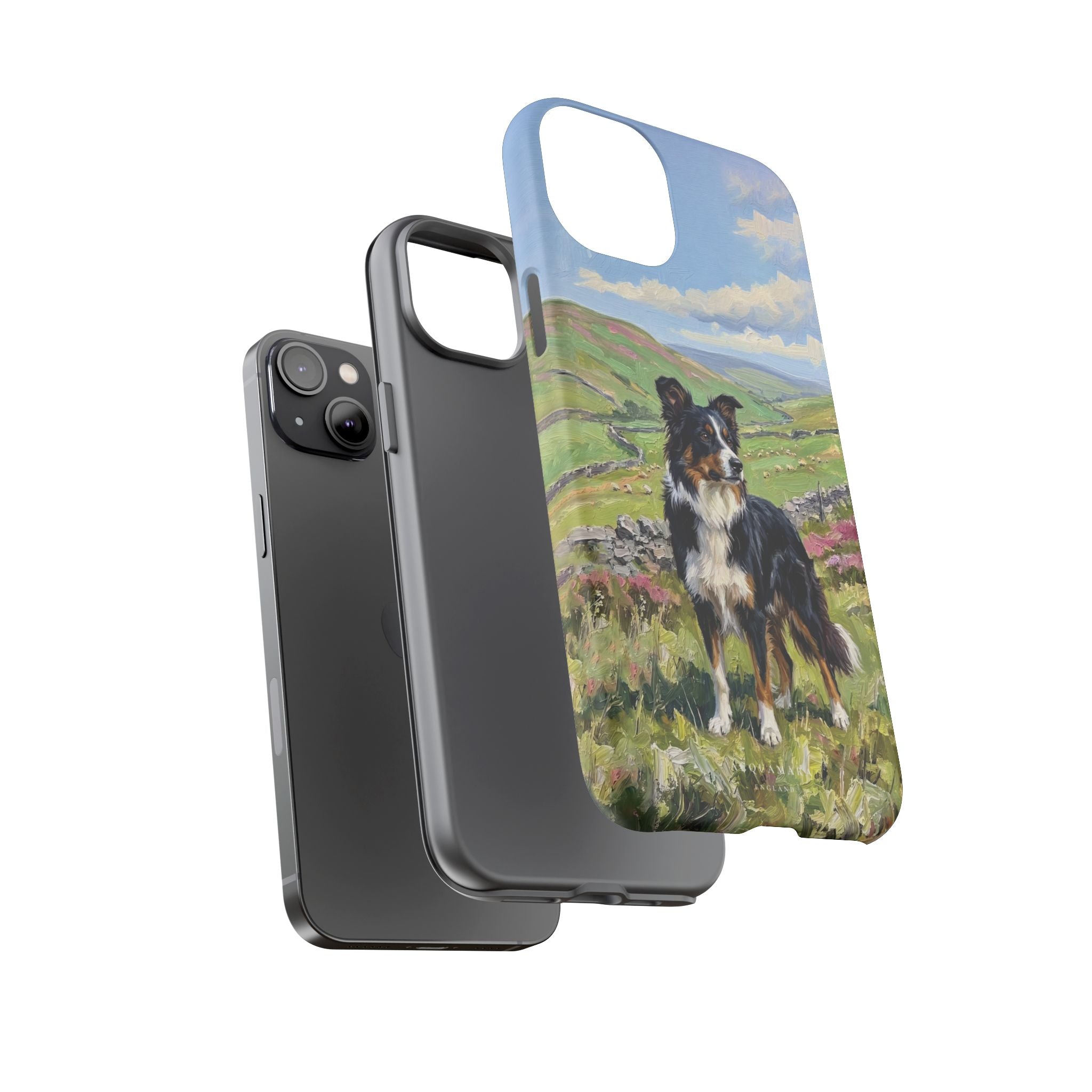 The Border Collie