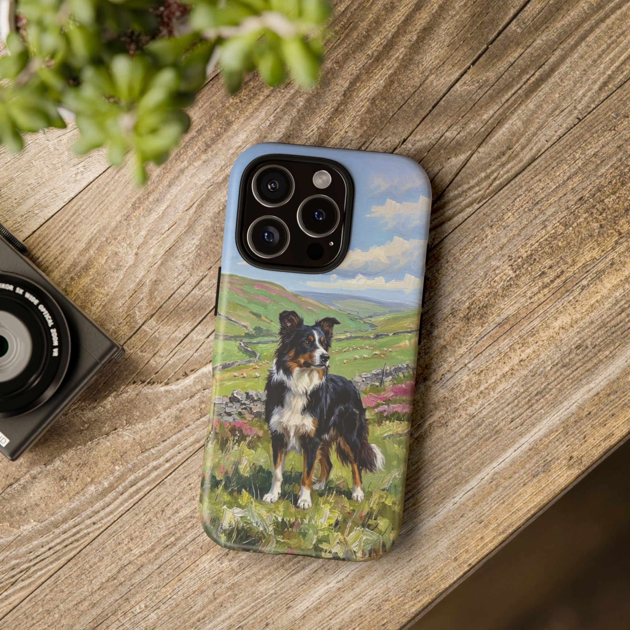 The Border Collie