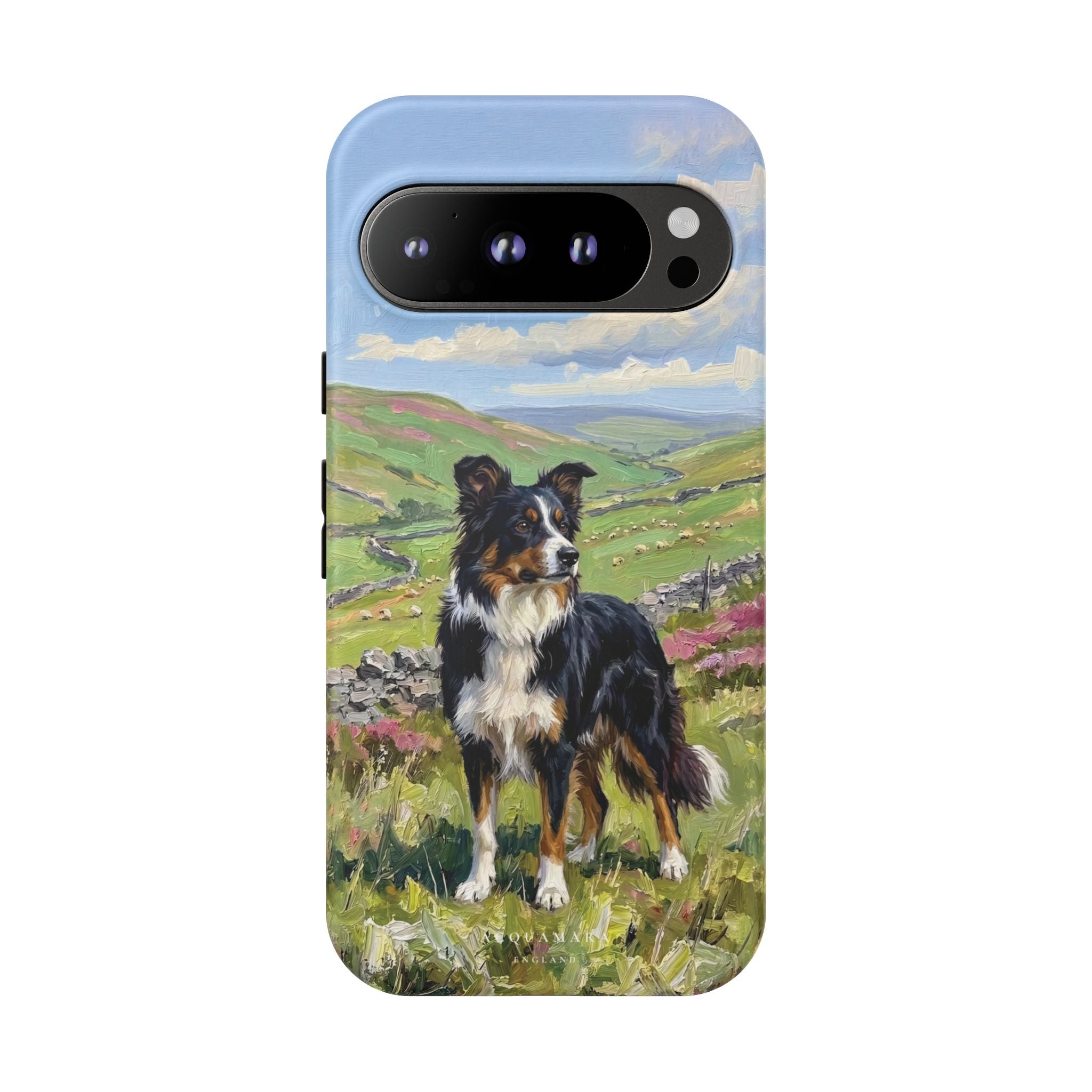 The Border Collie