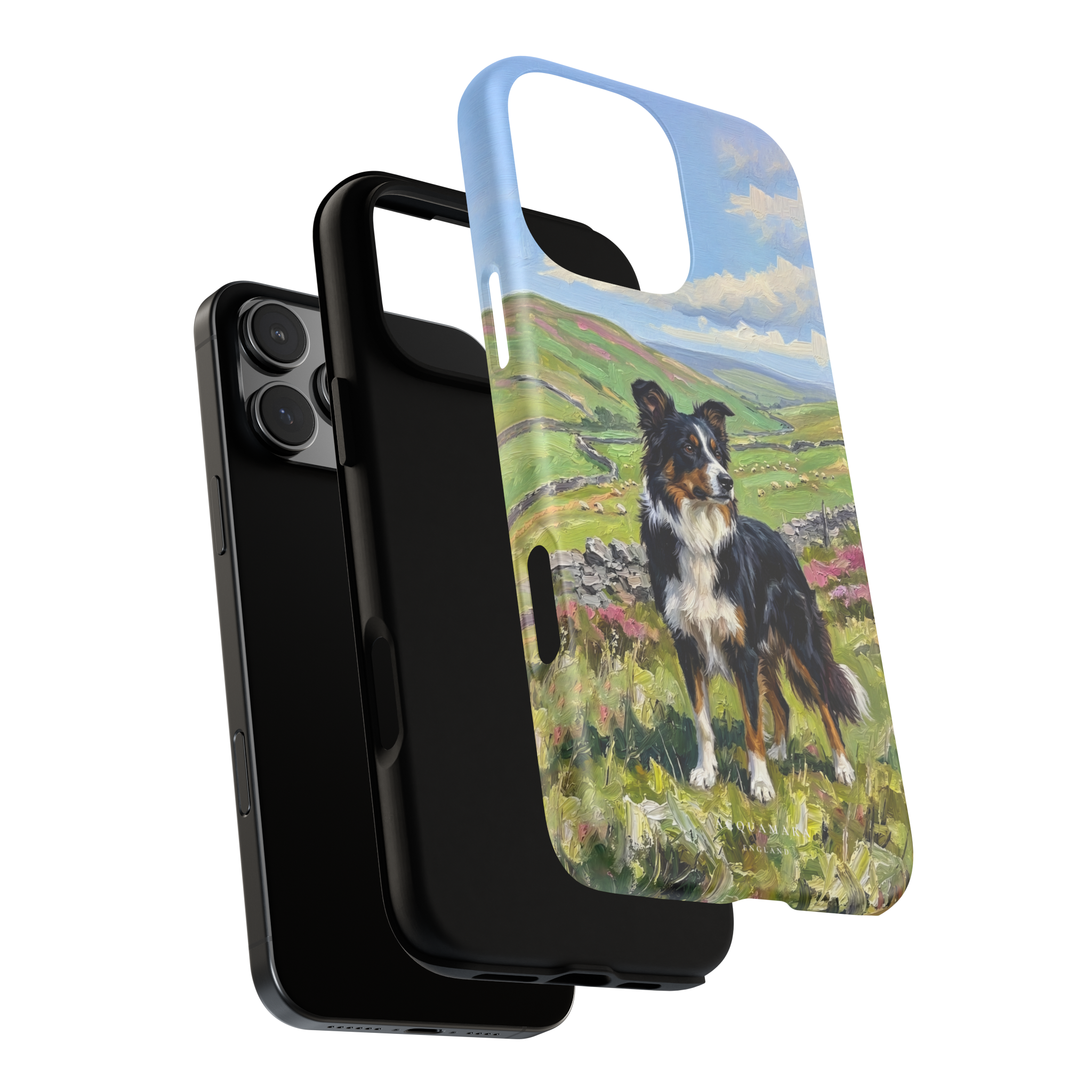 The Border Collie